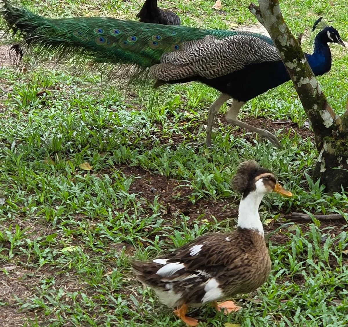 Un pavo real y un pato caminando por el jardín del oasis