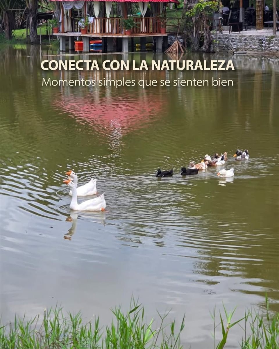 Patos y gansos nadando en la laguna, frente al cenador sobre el agua